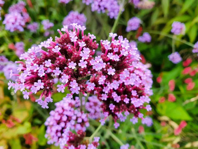 Lorvox Hybrid Verbena Seed(125 per packet)