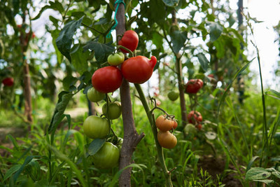 madrid tomato Seed(145 per packet)