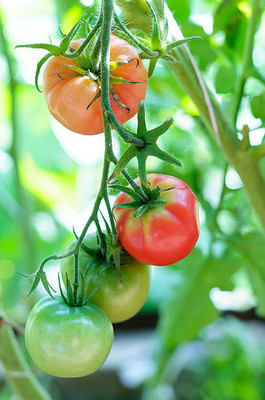 MORENK tomato Seed(105 per packet)