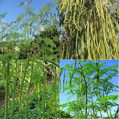 ibains Moringa seeds odc3 pack of 30 Seed(30 per packet)