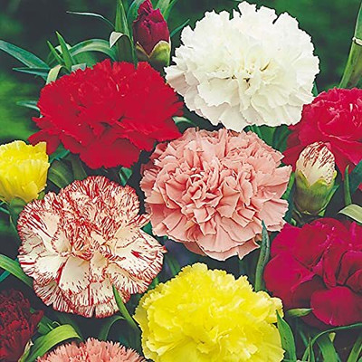 TRICONE Chrysanthemum Seed(100 per packet)