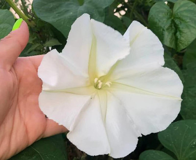 CRGO VINCA , SADABAHAR Seed(10 per packet)