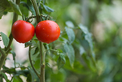 usdeepar retrail tomato Seed(60 per packet)