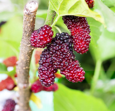 Flipkart SmartBuy Mulberry Shahtoot Fruit Seed(25 per packet)
