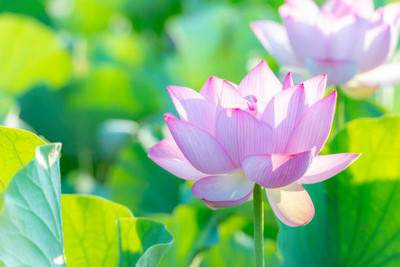 Farmers Choice lotus,kamal gatta Seed(10 per packet)