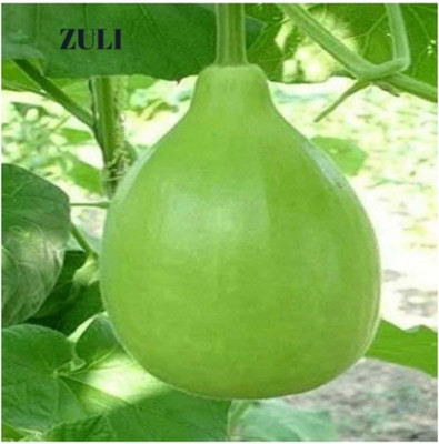 zuli Gol loki, bottle gourd, Vegetable seeds Seed(15 per packet)