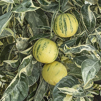 Aywal Malta orange/Kinnow/Kinnu Fruit Seed(23 per packet)