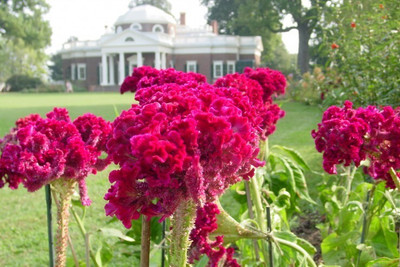 Quentova Celosia / Cockscomb-22F-GBPUT Seed(50 per packet)