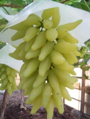 Oliver grape seeds Seed(39 per packet)
