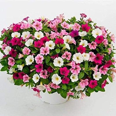 Lorvox double petunia flower Seed(75 per packet)
