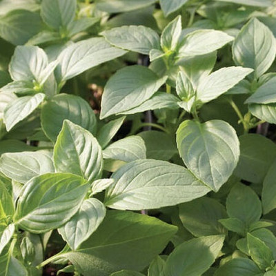 Qualtivate XLR-49 Mrs. Burns Lemon Basil Seeds Seed(1000 per packet)