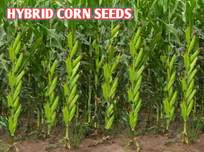 HYBRID 1kg hybrid maize/corn/makka seeds highest yield variety long bhutta Seed(1 per packet)