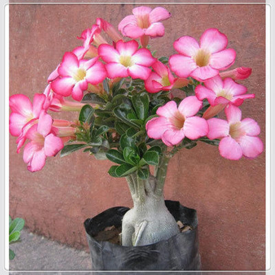 Qualtivate TLX-504 Desert Rose Fresh Seeds Seed(30 per packet)