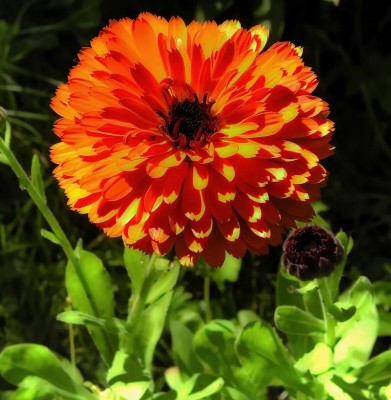 Lippy Calendula Neon Flower Seed(70 per packet)