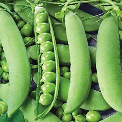 CYBEXIS Easy to Grow Garden Pea Seeds400 Seeds Seed(400 per packet)