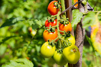 GOYAL GROUP tomato Seed(120 per packet)