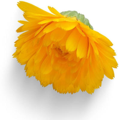 Quentova Calendula- Golden Emperor-HQ Seed(50 per packet)