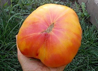 Biosnyg Disease-Resistant Rainbow Giant Tomato Summer Vegetable Seeds - (4000 Seeds) Seed(4000 per packet)