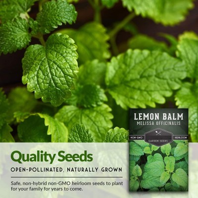 CYBEXIS LX-47 - Lemon Balm Herbs - (2250 Seeds) Seed(2250 per packet)