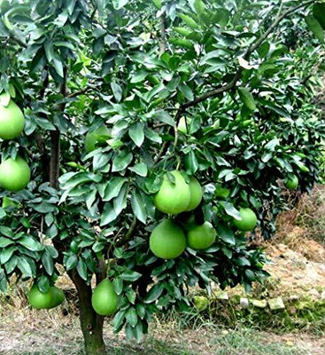 Aywal Fresh Lemon Imported Seed(14 per packet)