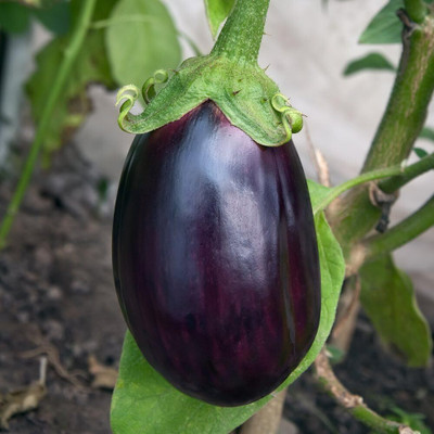 KNESSiN Open-Pollinated Brinjal 'Black Beauty' ( Seeds) Seed(5000 per packet)