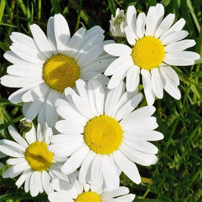 CYBEXIS English Seeds Chrysanthemum Flowers Giant Hardy Perennial Plants Seed(1 g)