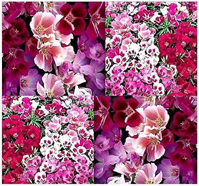 CYBEXIS CLARKIA GODETIA - Azalea Double Mix - Flower Seeds - Clarkia Amoena Seed(50 per packet)