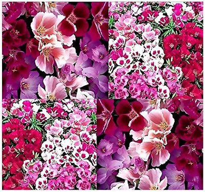 CYBEXIS CLARKIA GODETIA - Azalea Double Mix - Flower Seeds - Clarkia Amoena Seed(50 per packet)