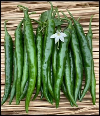 BDSresolve hybrid hot chilli seeds Seed(49 per packet)