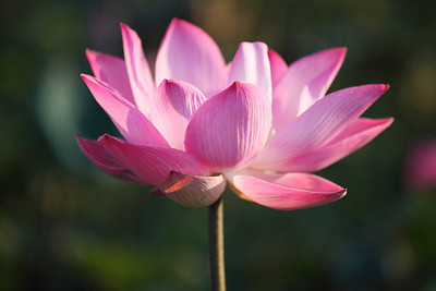 GreenHorizon lotus,kamal gatta Seed(11 per packet)