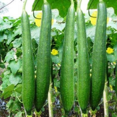 Qualtivate DXL-2AT Sponge Gourd Organic F1 Hybrid Seeds Seed(50 per packet)