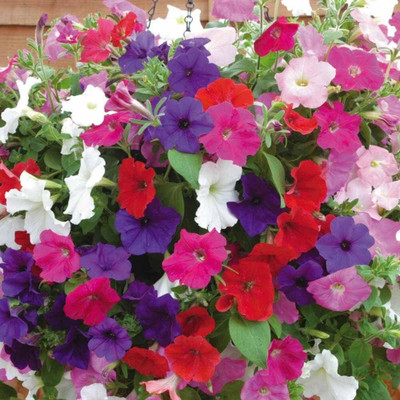 Qualtivate PUAS-190 Petunia Rainbow Cascade - Flower Mix Seeds Seed(50 per packet)
