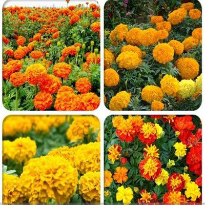 CYBEXIS XL-97 - Marigold Flower Multi-Colour - (2250 Seeds) Seed(2250 per packet)