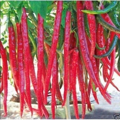 KNESSiN Chilli Red Hot Pepper Seed(200 per packet)