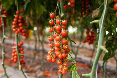 Tigress tomato Seed(30 per packet)