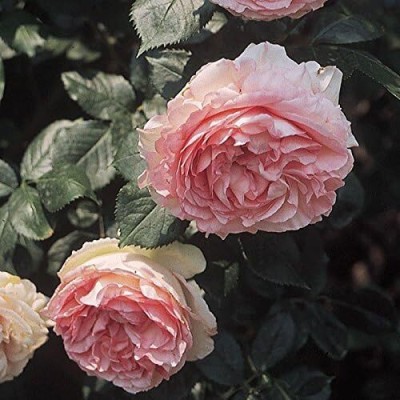 Qualtivate GXL-6AT Pink Climbing Rose Seeds Seed(25 per packet)