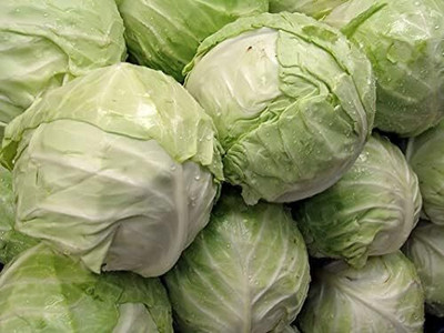 WILLVINE SCI -XVI White Cabbage Seeds Early Flat Dutch [50g] Seed(15000 per packet)