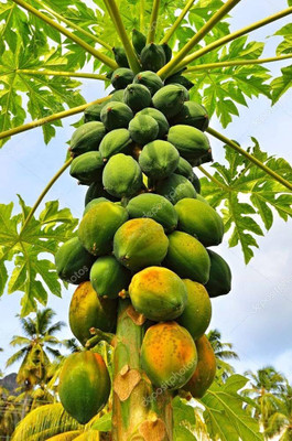BDSresolve papaya seeds for planting pack of 35 Seed(35 per packet)