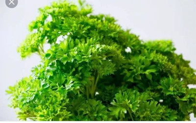 Mozette Organic Parsley Seed(22 per packet)