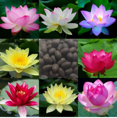 usdeepar retail Multicolor lotus flower 20 seed Seed(20 per packet)