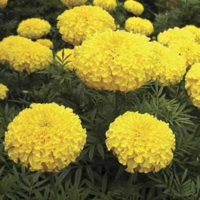 Aywal Marigold F2 Dwarf Double Orange Flower Seed(1 per packet)