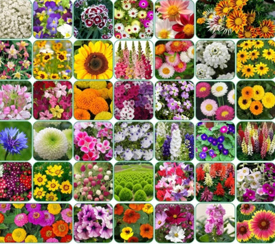 BMSSSL Combo of 25 variety 3500 flower seeds with instruction manual Seed(20 per packet)