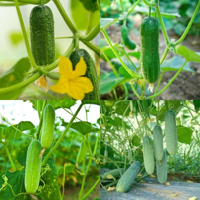 ibains Best cucumber seed Kakari sosa seeds bij 52 Seed(52 per packet)
