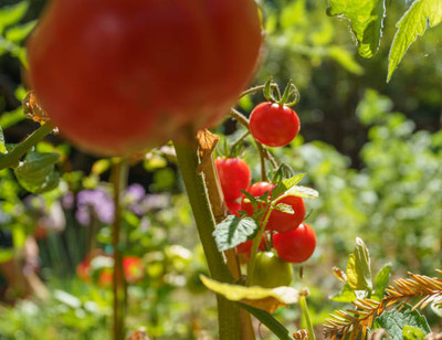 FOURGANIC tomato Seed(55 per packet)