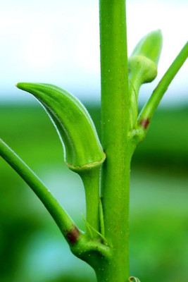 NurseryFriends lady finger seeds, lady finger bhindi okra summer vegetable seeds Seed(78 per packet)