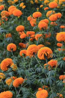 MOTREX marigold/gende ka phool flower seeds Seed(50 per packet)