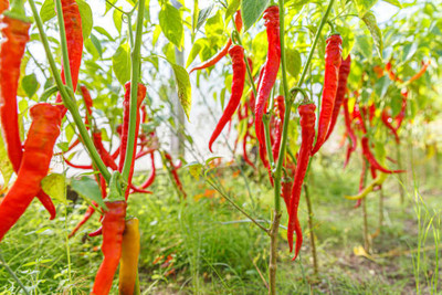 Kodali Hybrid F1 Chilli Seeds Pack Of 30 Seed(30 per packet)