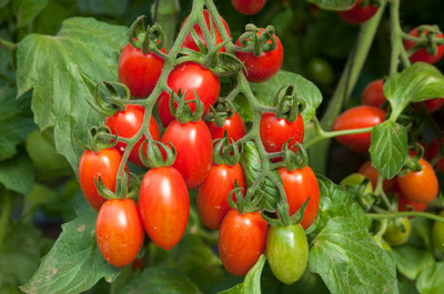 MAKHAN tomato Seed(105 per packet)