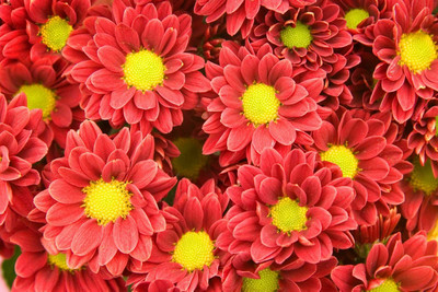Mozette Chrysanthemum Flower Seed(32 per packet)