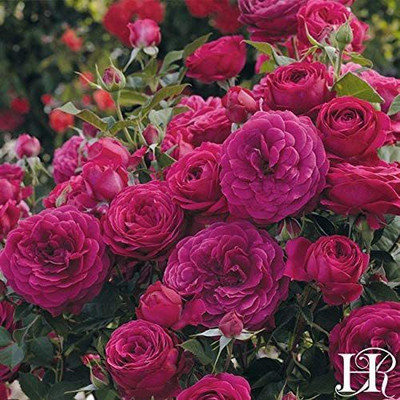 CYBEXIS GBPUT-95 - Celestial Night Rose - (300 Seeds) Seed(300 per packet)